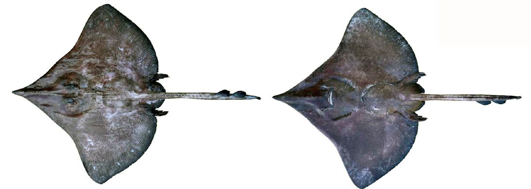 Dipturus nidarosiensis_05.jpg